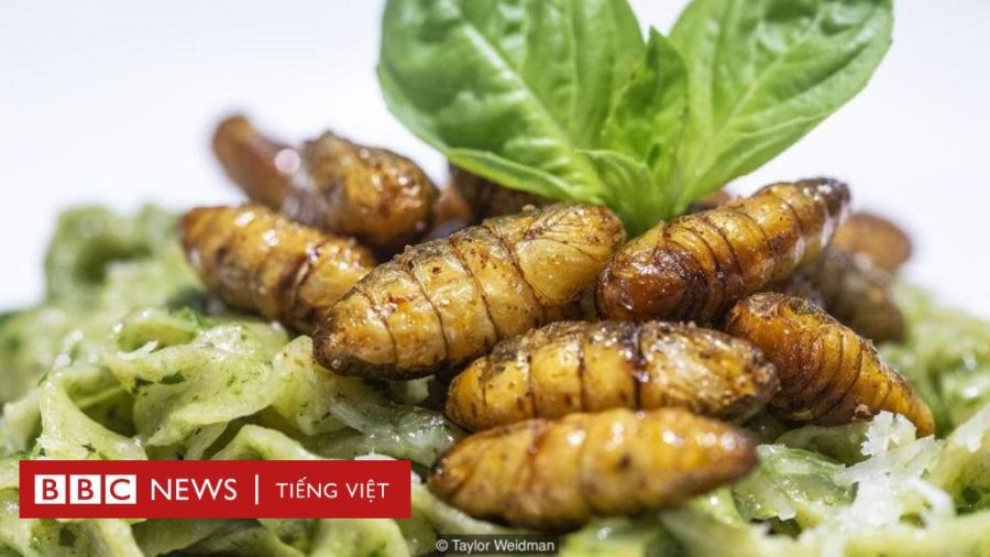 EU cho phép Việt Nam xuất khẩu thực phẩm làm từ côn trùng vào&nbsp;EU