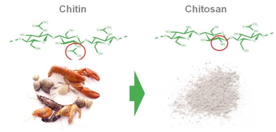 EU phê duyệt sử dụng hoạt chất Chitosan trong bảo quản sau thu&nbsp;hoạch