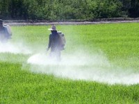 Quy định mới của EU về  MRL thiabendazole, trifloxystrobin, metalaxyl đối với một số loại nông&nbsp;sản