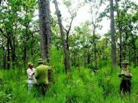 Nghị viện châu Âu đã thông qua Quy định mới của EU về kiểm một số mặt hàng nông lâm sản xuất khẩu vào EU liên quan đến phá rừng và suy thoái&nbsp;rừng