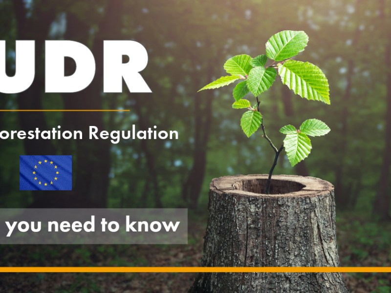 EU hướng dẫn triển khai luật chống phá rừng&nbsp;EUDR.